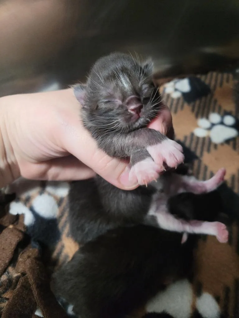 Momma Morticia thumbnail 3