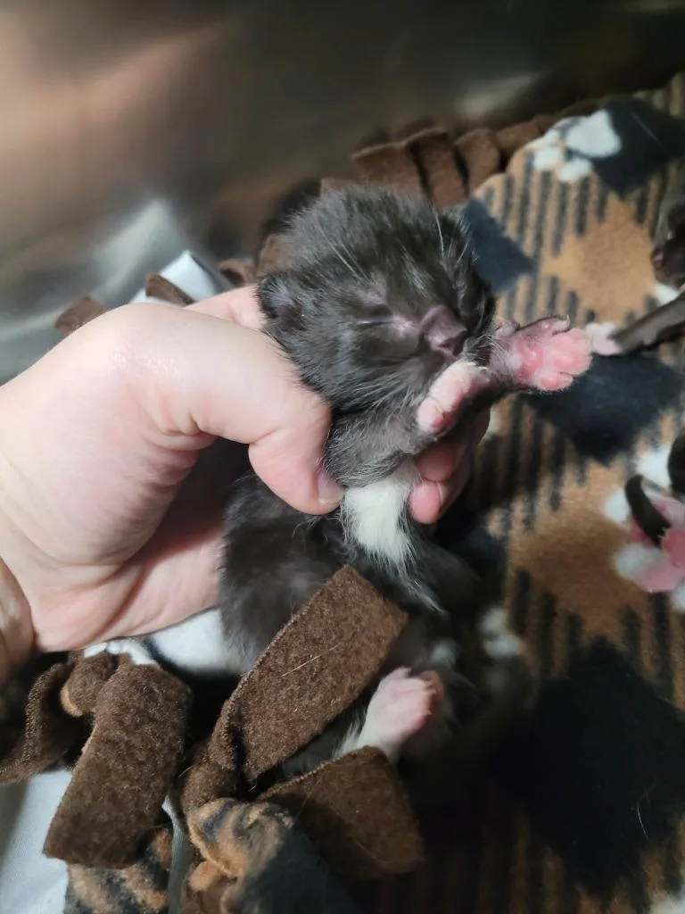 Momma Morticia thumbnail 5