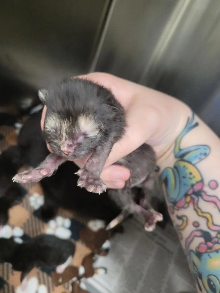Momma Morticia thumbnail 6