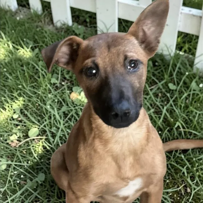 A young medium-sized female Chihuahua dog named Deana for adoption in San Diego, CA