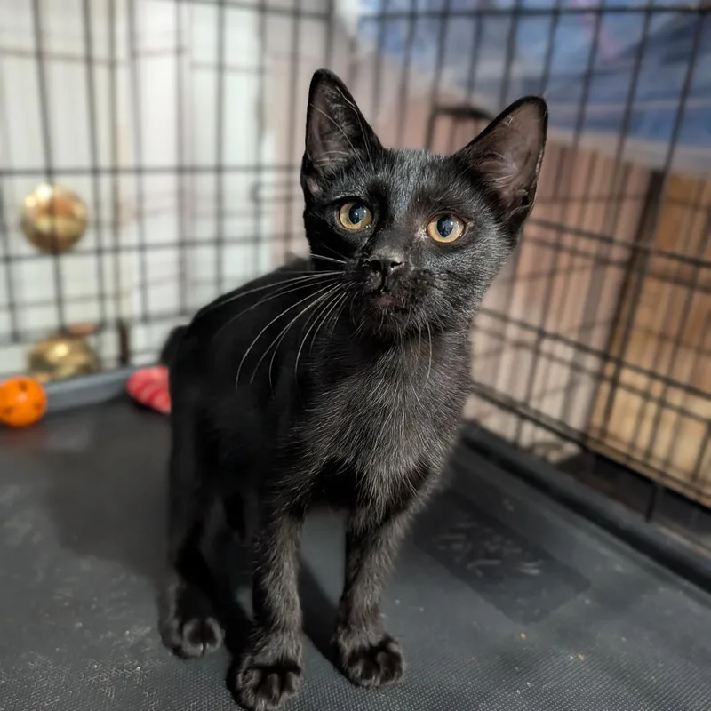 A baby medium-sized male Black Domestic Short Hair cat named Raven for adoption in Cape Girardeau, MO