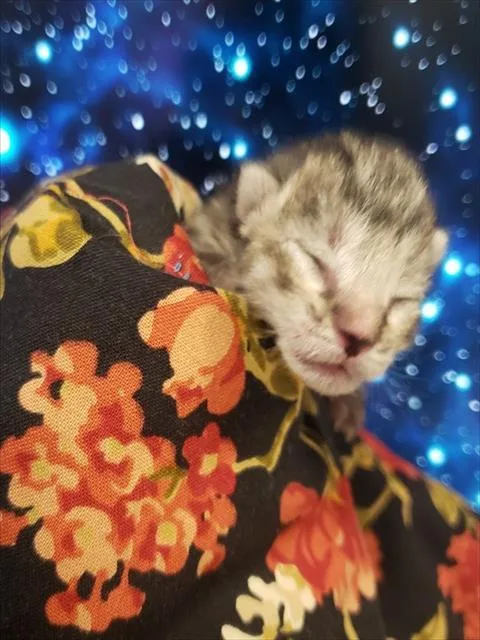 A baby small-sized female Domestic Short Hair cat named Tortuga Girl for adoption in Tucson, AZ