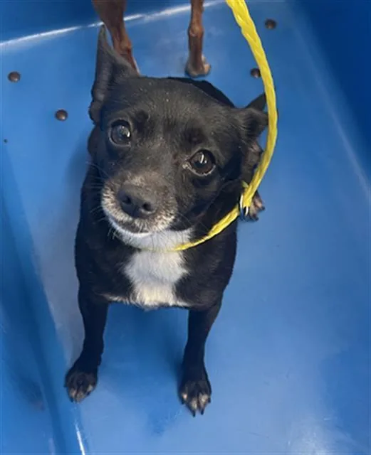 An adult small-sized female Mixed Breed dog named Barbie for adoption in Dallas, TX