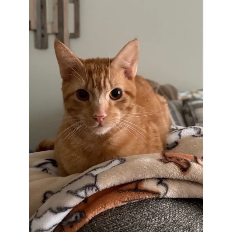 A young medium-sized male Tabby (Orange / Red) Tabby cat named Justice for adoption in Morgan Hill, CA