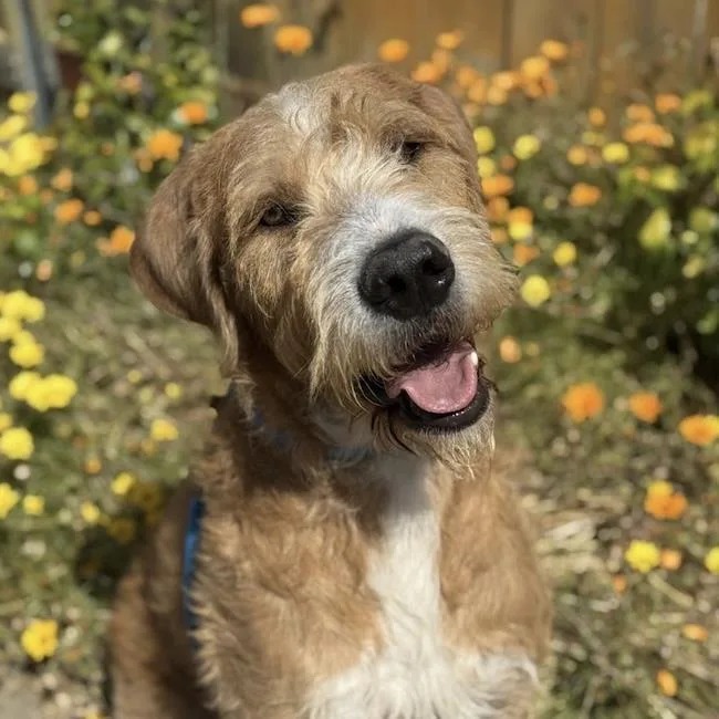 An adult extra large-sized male Labrador Retriever dog named Spike for adoption in San Diego, CA