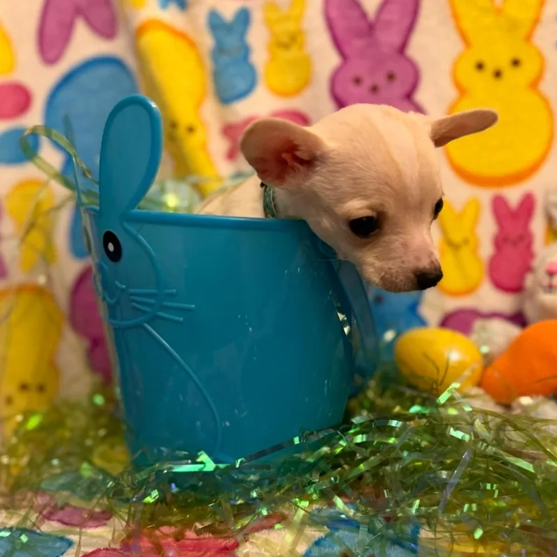 Jellybean thumbnail 2