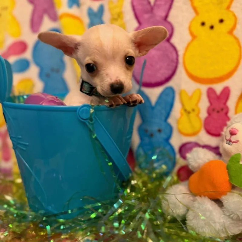 Jellybean thumbnail 3