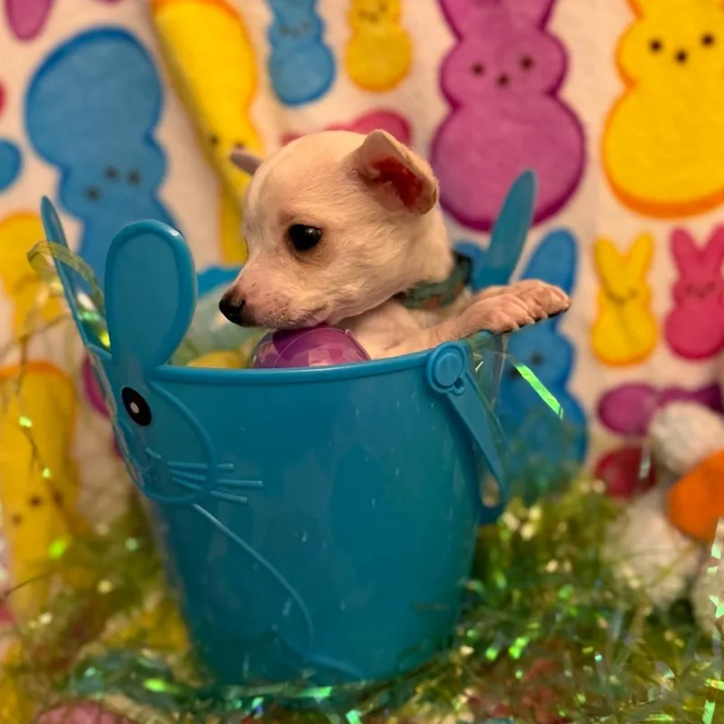 Jellybean thumbnail 4