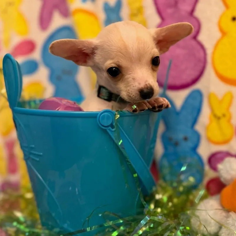 Jellybean thumbnail 5