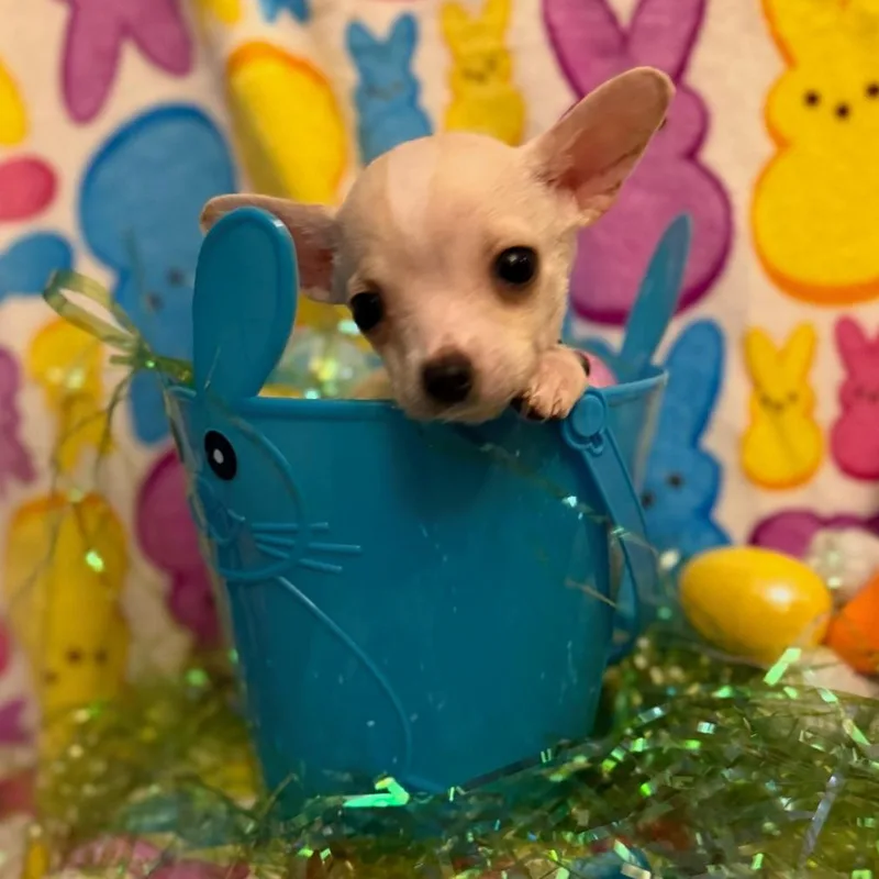 Jellybean thumbnail 6