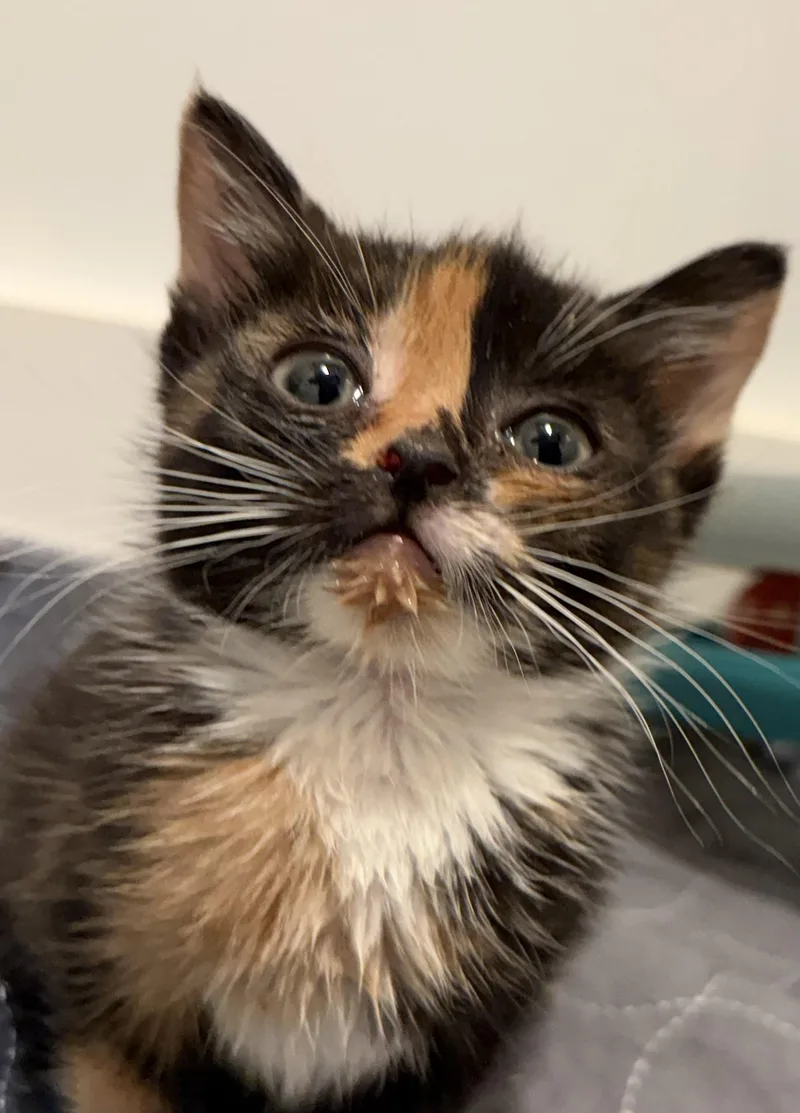 Bella
