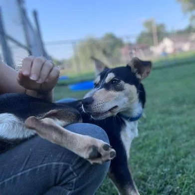 A young medium-sized female Black Australian Cattle Dog / Blue Heeler dog named Boomerang for adoption in Parkersburg, WV