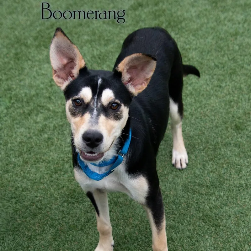 Boomerang thumbnail 2