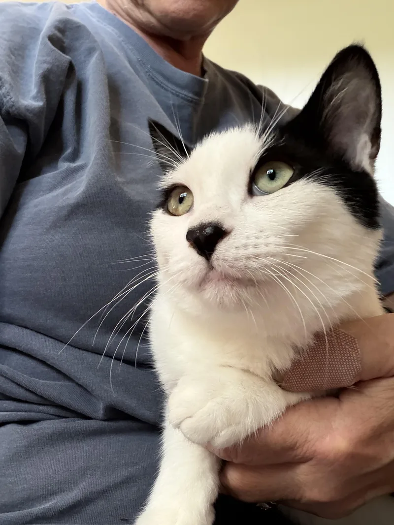 A baby small-sized female Black & White / Tuxedo Domestic Short Hair cat named Daisy for adoption in Milwaukee, WI