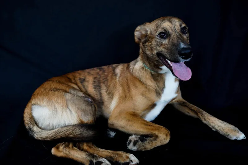 An adult medium-sized male Greyhound dog named Gideon for adoption in Anniston, AL