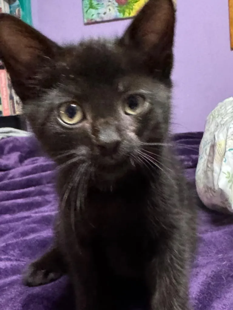 A baby small-sized male American Shorthair cat named Clyde for adoption in Hagaman, NY