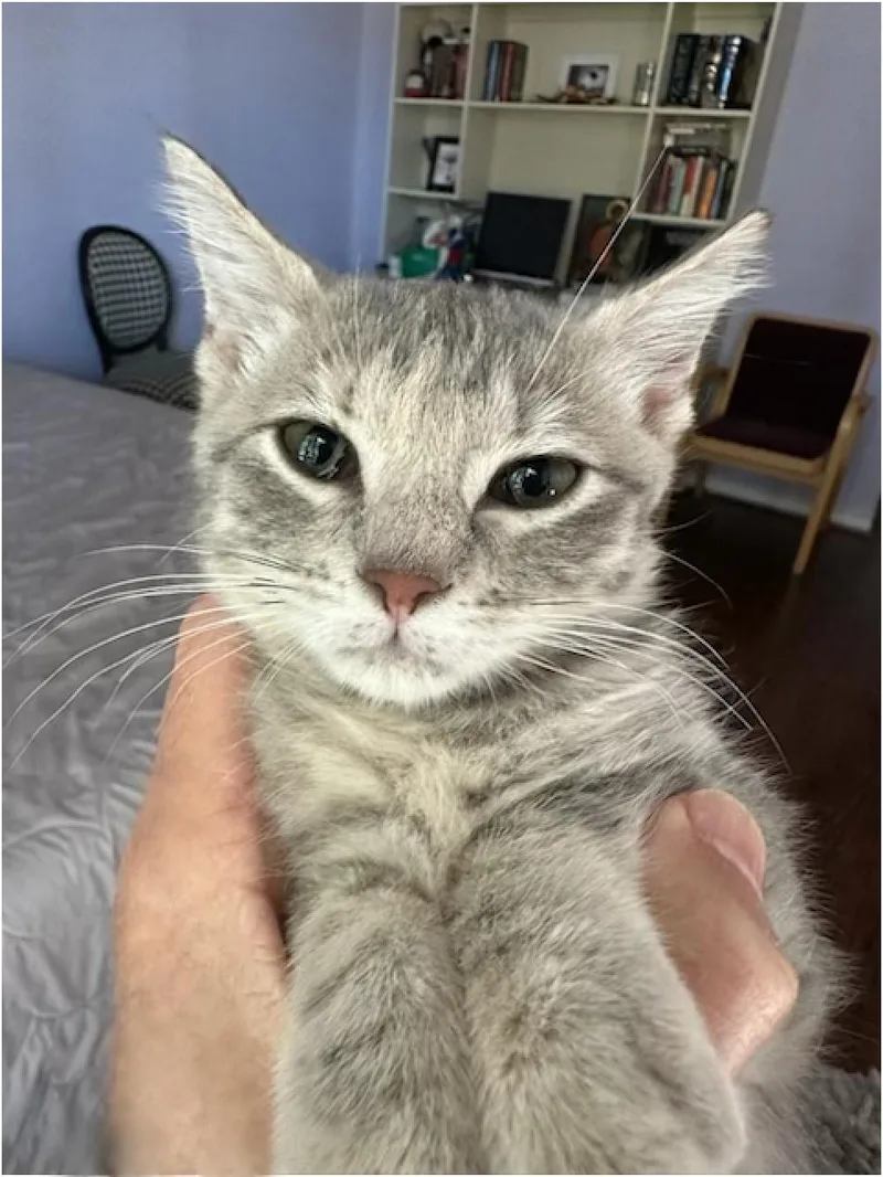A baby medium-sized female Tabby (Gray / Blue / Silver) American Shorthair cat named Pepper for adoption in Richardson, TX