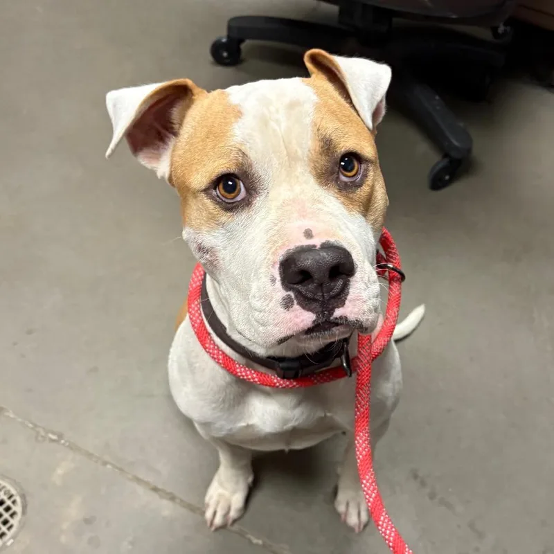 An adult large-sized male American Bulldog dog named Capone for adoption in Yuma, AZ