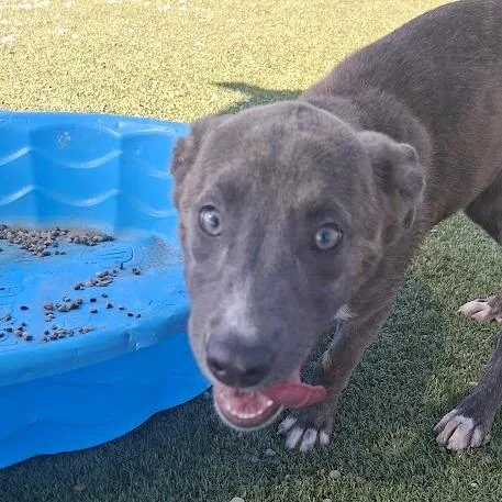 A young small-sized female Brown / Chocolate Pit Bull Terrier dog named Cheesecake for adoption in Hannibal, MO