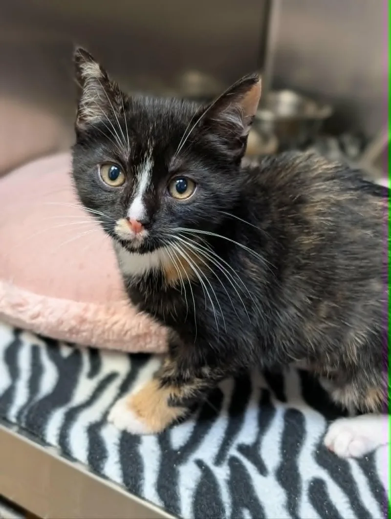 A baby medium-sized female Torbie Domestic Short Hair cat named Juno for adoption in Chambersburg, PA