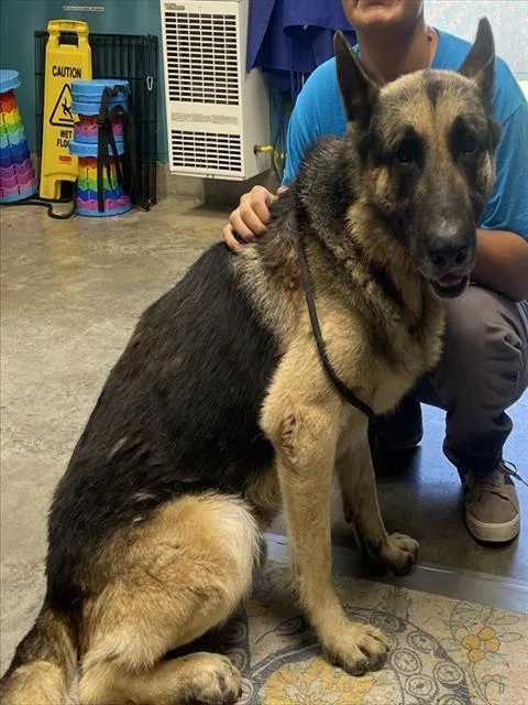 An adult large-sized male German Shepherd Dog dog named Bear for adoption in Camarillo, CA