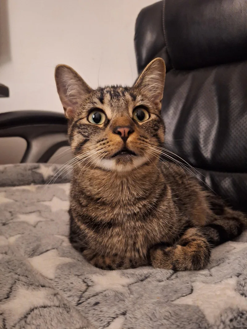 An adult medium-sized male Domestic Short Hair cat named Crispin for adoption in Chicago, IL
