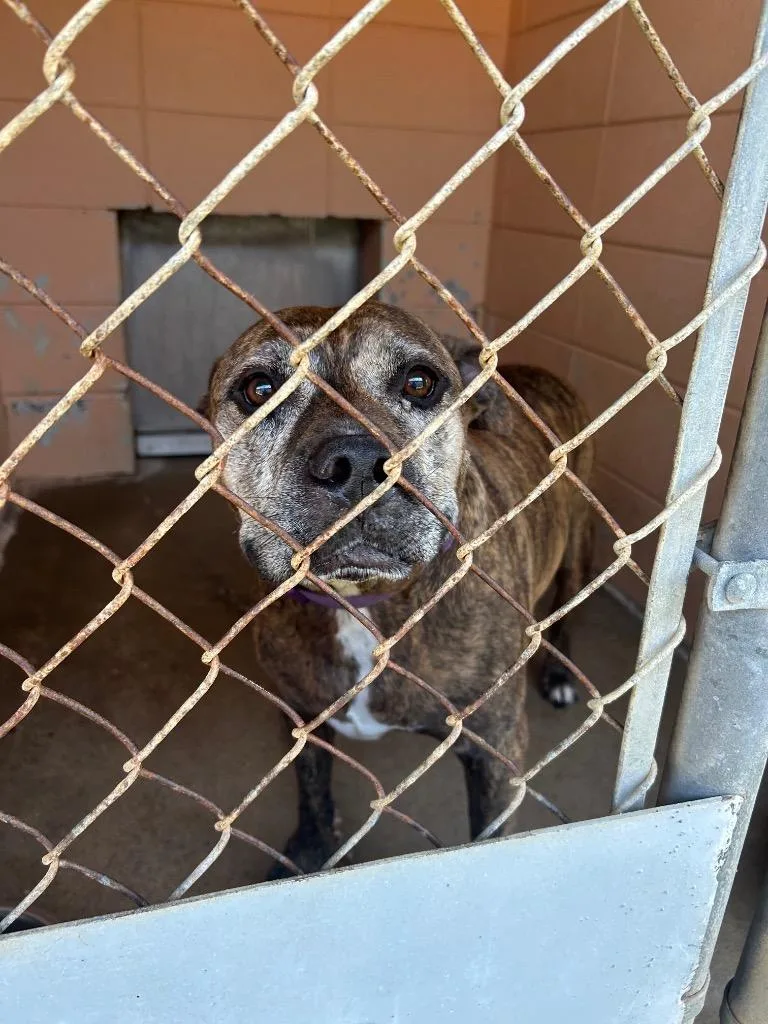 An adult medium-sized male Pit Bull Terrier dog named Buddy for adoption in Gautier, MS
