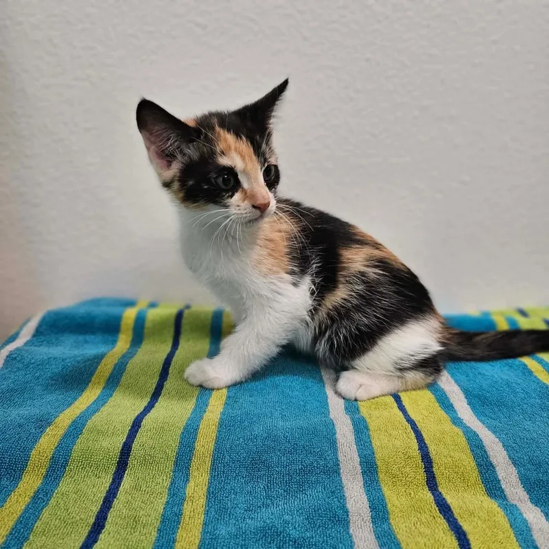 A baby medium-sized male Black & White / Tuxedo Calico cat named Prairie for adoption in Spokane , WA
