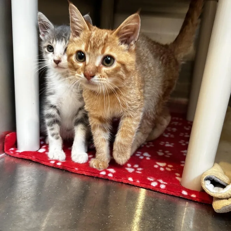 A baby small-sized male Orange / Red Domestic Short Hair cat named Thor for adoption in Evanston, IL