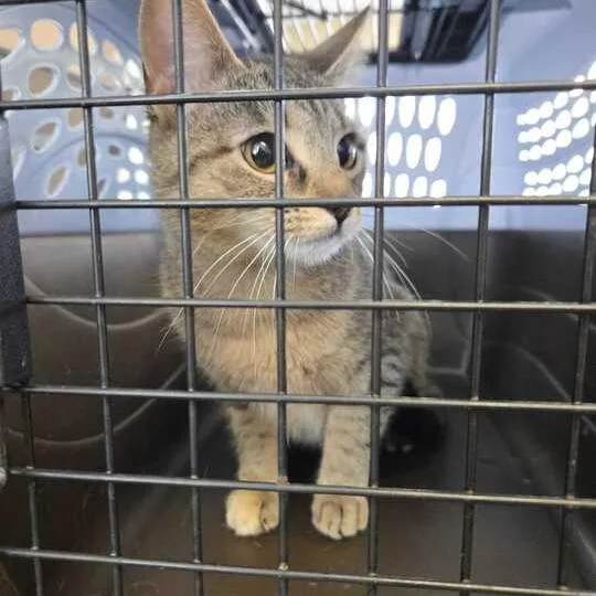 A young medium-sized female Brown / Chocolate Domestic Short Hair cat named Ay Bay Bay for adoption in Chesapeake, VA
