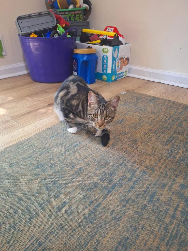 A young medium-sized female Tabby (Brown / Chocolate) Domestic Short Hair cat named Venus for adoption in Wantage, NJ