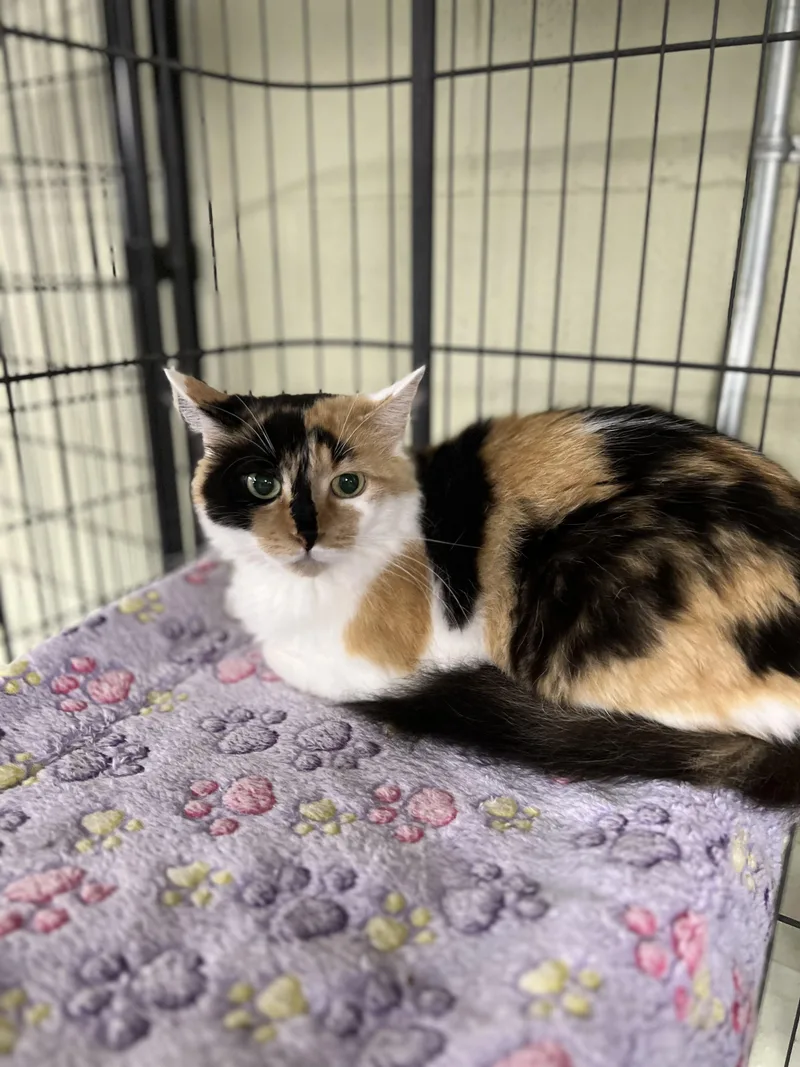 A young medium-sized female Calico cat named Fluffy for adoption in Holland, MI