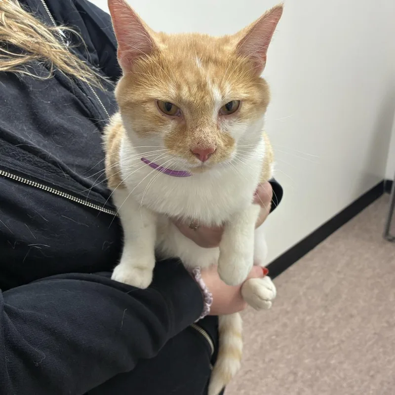 A young medium-sized male Orange / Red Domestic Short Hair cat named Garfield for adoption in Saint Louis, MO