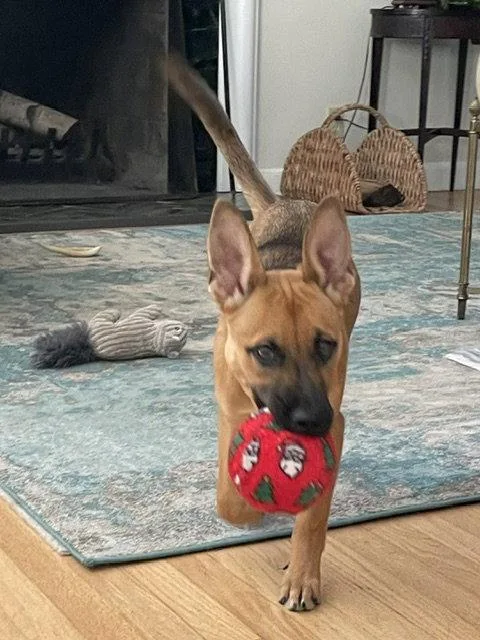 A baby medium-sized female Shepherd dog named Brynlee for adoption in North Prairie, WI