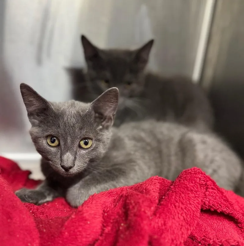 A baby medium-sized male Domestic Short Hair cat named Dawson for adoption in Danielsville, GA