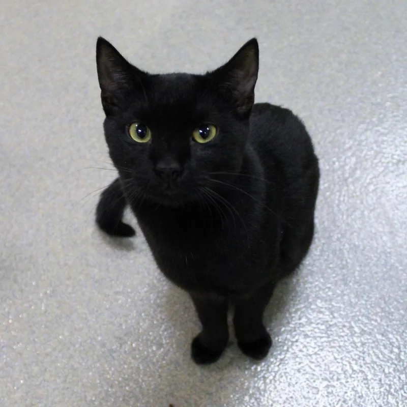 A senior large-sized male Black Domestic Short Hair cat named Tautus for adoption in Lynchburg, VA