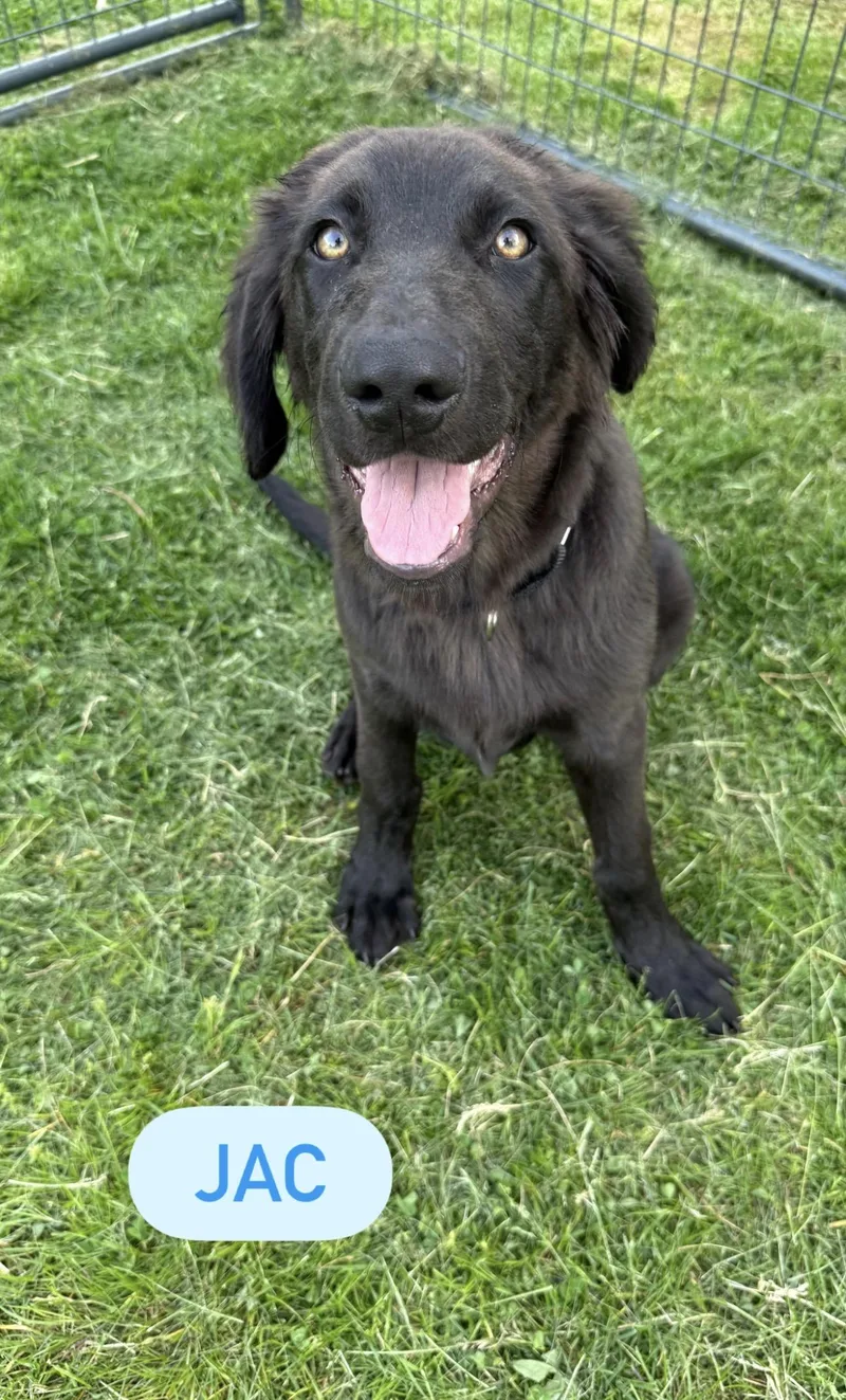 A baby large-sized male Golden Retriever dog named Jac for adoption in Kutztown, PA