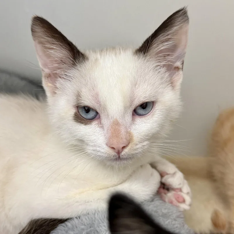 A baby small-sized female Buff / Tan / Fawn Domestic Short Hair cat named Ivy for adoption in Oakland, CA
