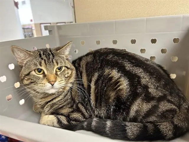 A young small-sized male Domestic Short Hair cat named Stan for adoption in Springfield, MA