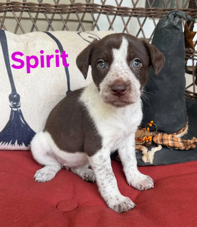 A baby medium-sized female Brown / Chocolate American Staffordshire Terrier dog named Spirit for adoption in Blairstown, NJ