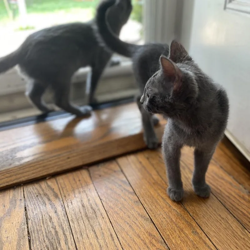 Bartholomew thumbnail 2