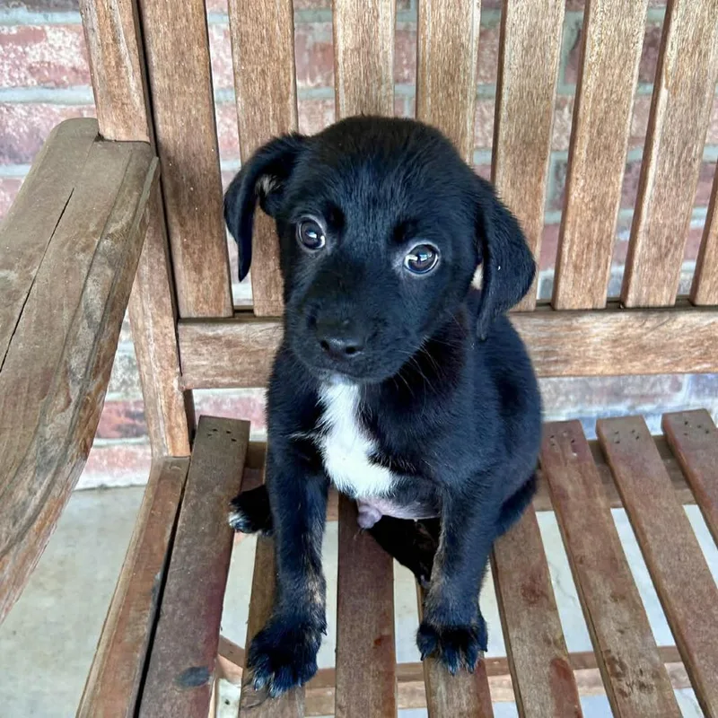 A baby small-sized male Black Chihuahua dog named Coal for adoption in South Elgin, IL
