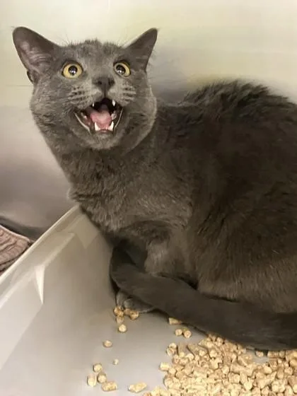 An adult small-sized female Domestic Short Hair cat named Macy for adoption in Longmont, CO