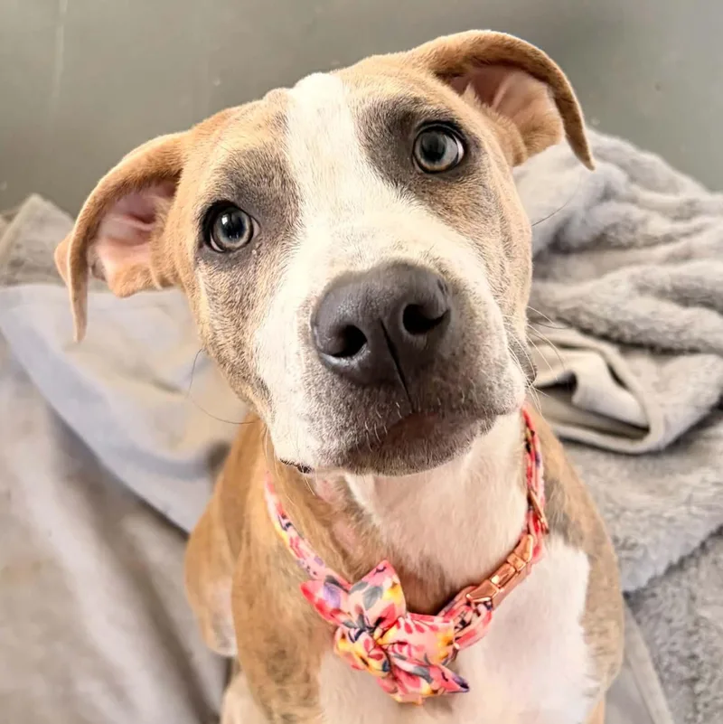 A young medium-sized female Brindle Mixed Breed dog named Pan Dulce for adoption in Normal, IL