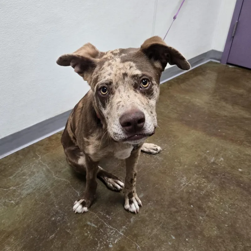 A young medium-sized male Brown / Chocolate Catahoula Leopard Dog dog named Sika for adoption in Albuquerque, NM