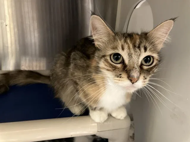 A young small-sized female Domestic Short Hair cat named Bambi for adoption in Tustin, CA