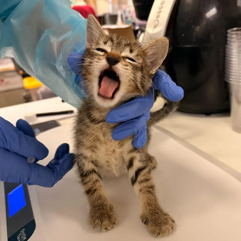 A baby small-sized male Brown / Chocolate Domestic Short Hair cat named Vincent Van Gogh for adoption in Los Angeles, CA