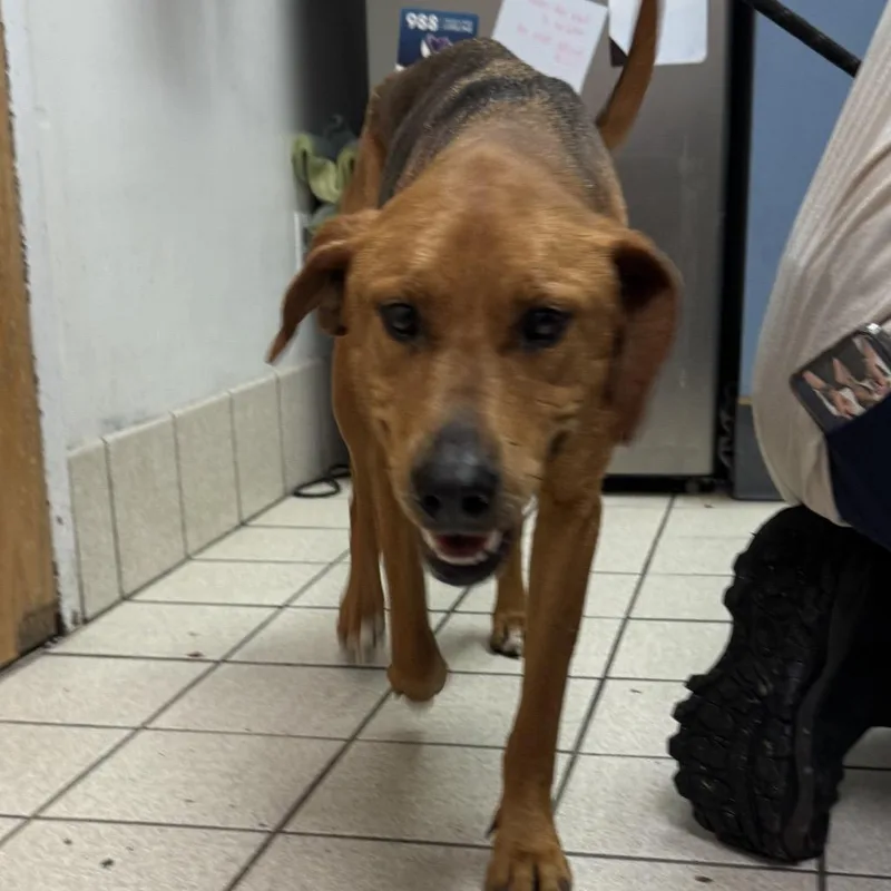 A senior medium-sized female Red / Chestnut / Orange Mixed Breed dog named Jamie Aka Doughy for adoption in Charleston, WV