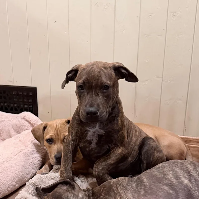 A baby medium-sized male American Staffordshire Terrier dog named Toad for adoption in Northville, MI