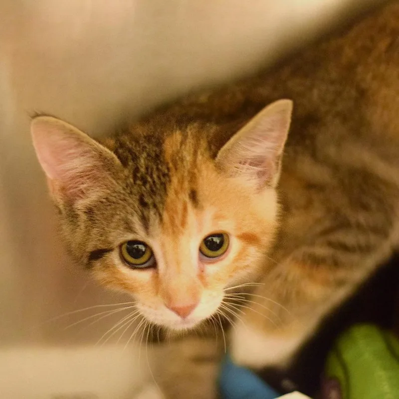 A baby small-sized female Torbie Domestic Short Hair cat named Magnolia for adoption in Belleville, IL